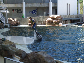 イルカ・アシカショー　大技炸裂2