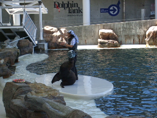 爆弾でアシカーマンをやっつけろ