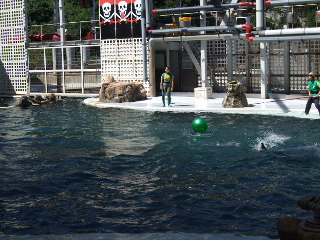 イルカ・アシカショー　ボール遊び