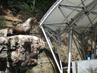 トド　ダイブショー1