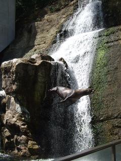 トド　ダイブショー2