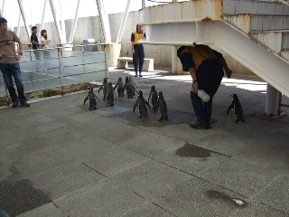 ペンギンパレード2