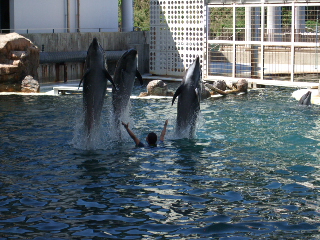 イルカ・アシカショー　トレーナーのお姉さんと1