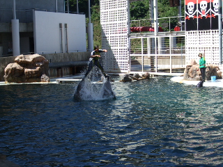 イルカ・アシカショー　大技炸裂