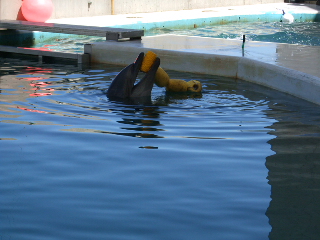 浮きをガジガジ