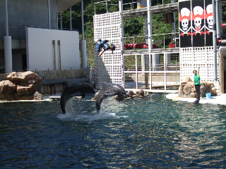 イルカ・アシカショー　大技炸裂2