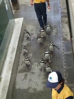 ペンギンパレード1