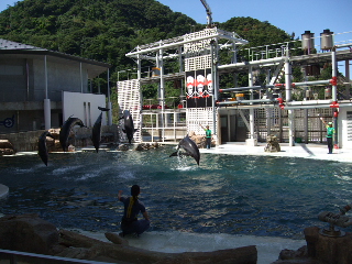 イルカ・アシカショー　大ジャンプ