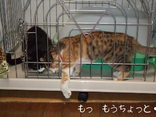 キクでも取れなかった