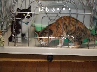 取れなかったカリカリ・・・