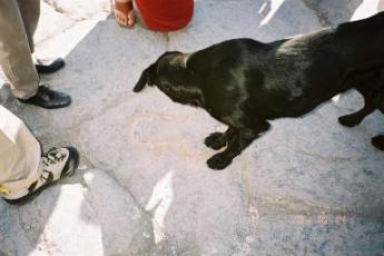 ポンペイのガイド犬