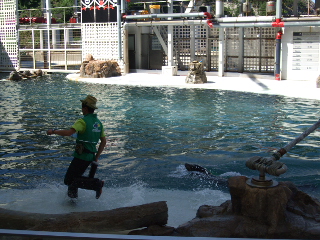 アシカーマンとアシカ　移動中