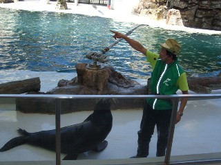 アシカーマンと　アシカ　戦うぞ