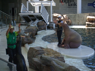 セイウチの演技