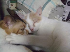 目つき悪いキク