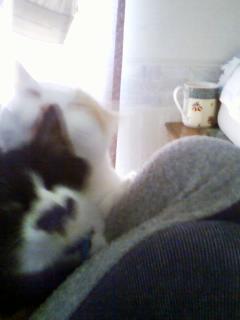 毛づくろいされるカト