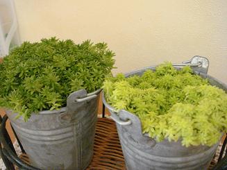 多肉植物。名前は何だろう？