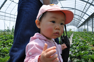 20100502ICHIGO1.JPG