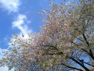 天平の丘の桜
