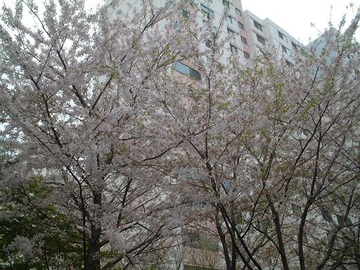 sakura2