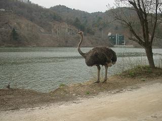 だちょう！