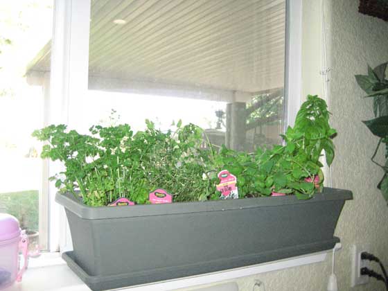 windowgarden.jpg