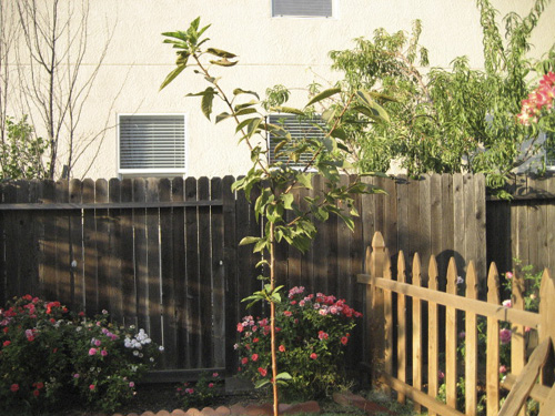 06cherry1.jpg