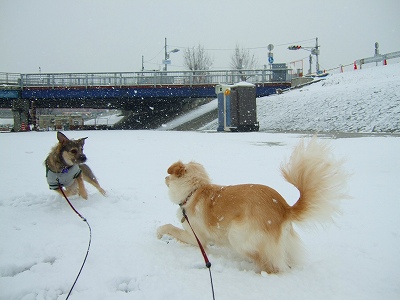 2008_0209kukku0021.jpg