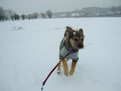 2008_0209kukku0023.jpg