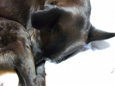 2008_0206kukku0002.jpg