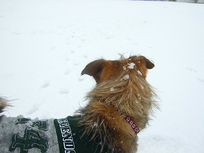 2008_0209kukku0028.jpg