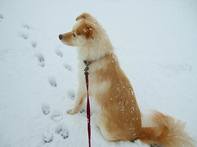 2008_0209kukku0029.jpg