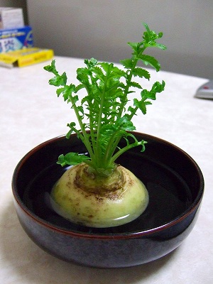 2008_0126kukku0141.jpg