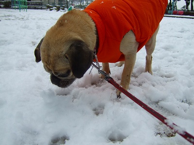 2008_0209kukku0036.jpg