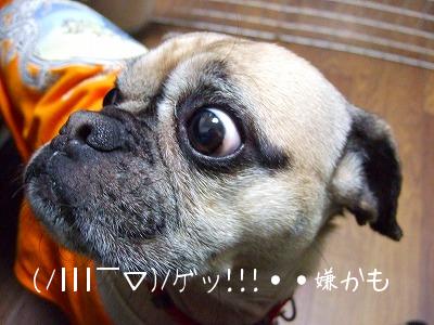 2008_0126kukku0142.jpg