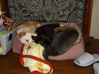 2008_0312kukku0133.jpg