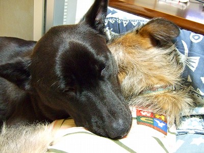 2007_0117kukku0107.jpg