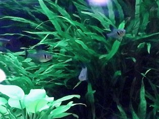 ブラックファントム