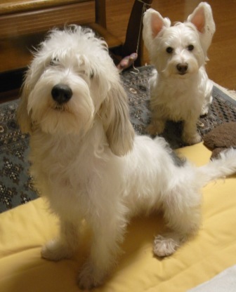 2wans