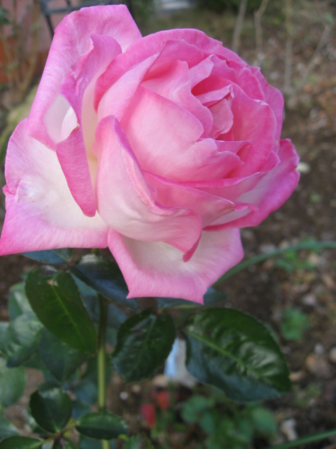 プリンセス　ドゥ　モナコ