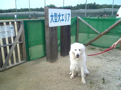 大型犬エリア