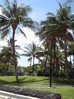 青空と椰子の木