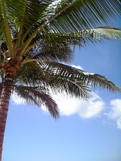 椰子の木
