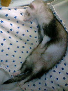 伸びミー