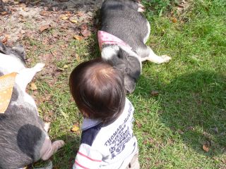 モクモクファーム　豚と対面