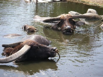 水牛プール