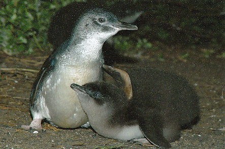 ペンギンの赤ん坊