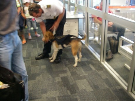 Launceston beagle