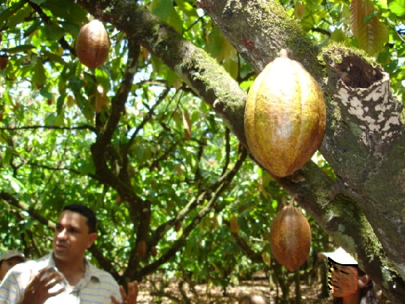 cacao