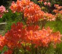 クリンソウ★夏の花